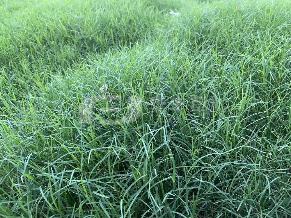 草坪建植的方法主要分為哪兩種？